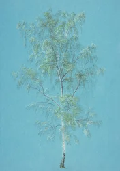 Birkenbaum